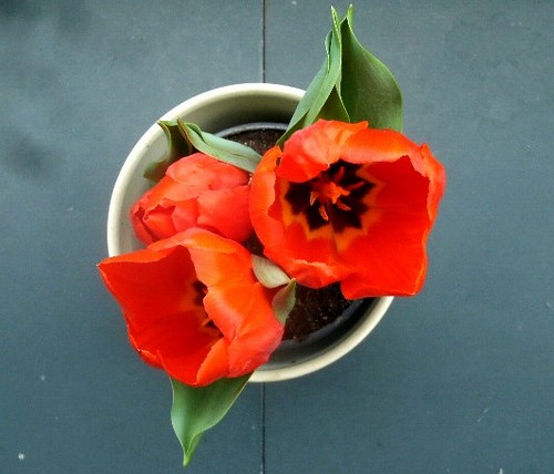 Tulpen1