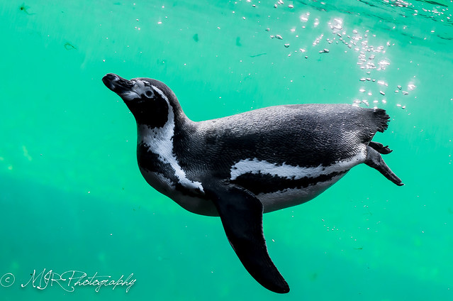 Underwater Penguin