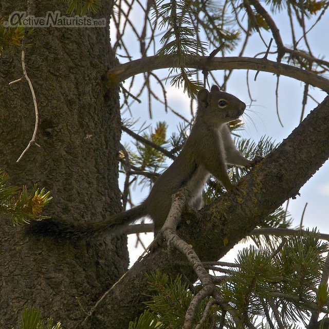 squirrel 0000  Orient Land Trust, Colorado, USA