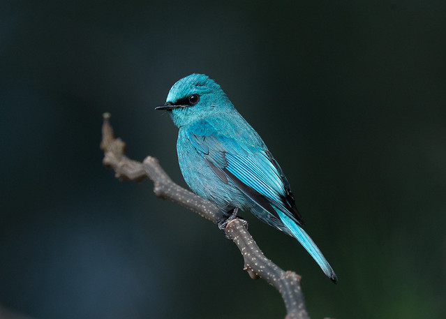 VERDITER FLYCATCHER  (Eumyias thalassinus) [male]