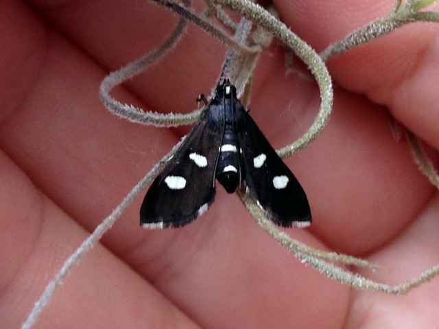 Desmia sp. moth