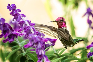 Male Anna's Hummingbird III