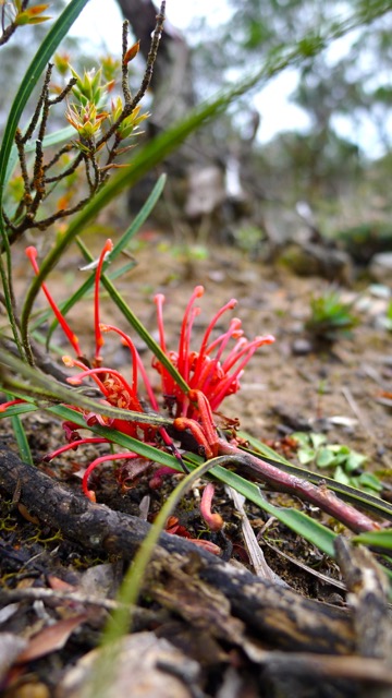 A splash of red on the track turned out to be a Flame Grevillea