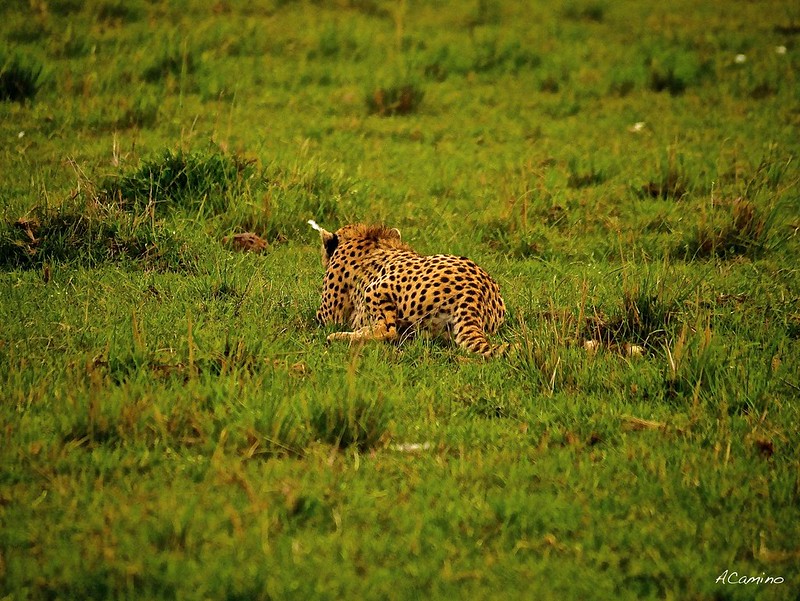 12 días de Safari en Kenia: Jambo bwana - Blogs de Kenia - Gran dia en el M.Mara viendo cazar a los guepardos (50)