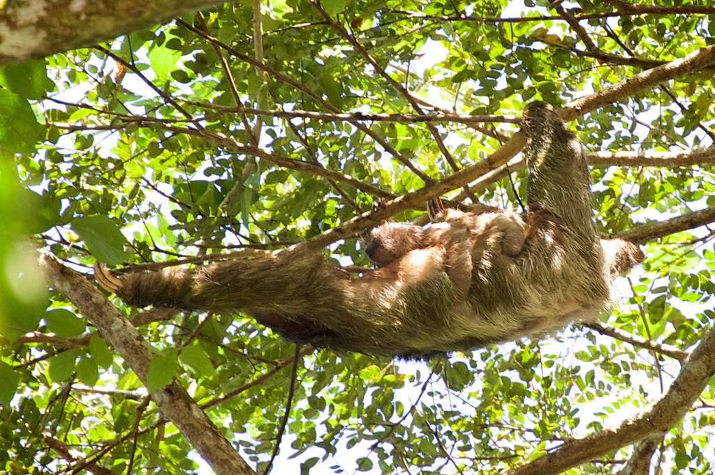 Three-Toed Sloth with Baby