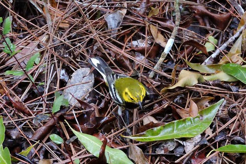 Black-throated Green Warbler #33 Life #116