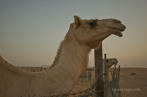 【写真】2014 世界一周 : ドバイ・砂漠（１日目）/2014-12-17/PICT6702