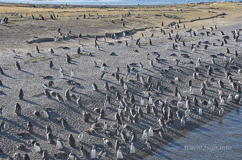 【写真】2015 世界一周 : ビーグル水道（ペンギン生息地）/2018-10-19/PICT8819
