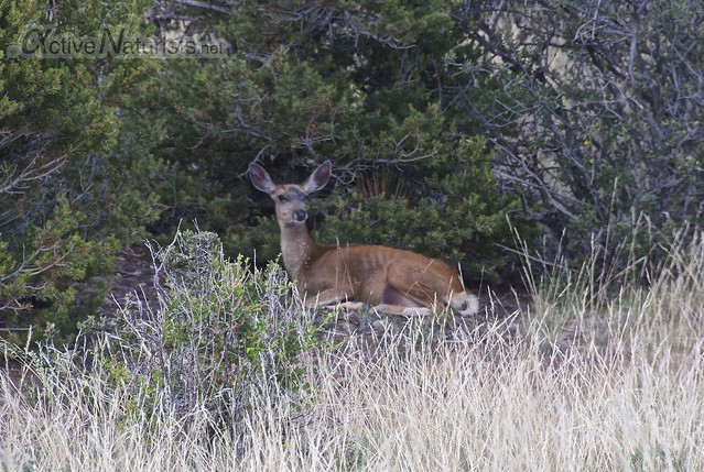 deer 0004  Orient Land Trust, Colorado, USA