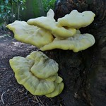 Biodiversity of St Andrews Park: 2. Fungi