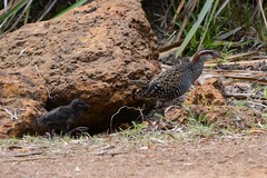 Buff-banded Rail (03) with Chick