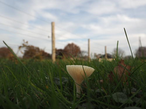france mushroom grass countryside low olympus fungi m43 em10 fencesky 1442mmez microfourthinds