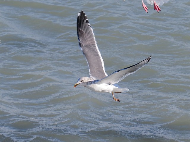 Lesser Black-backed Gull (Adult) at North Point Marina in Lake County, IL 04