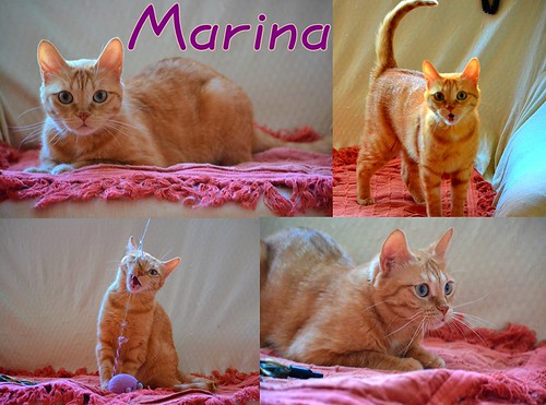 Marina, gatita pelirroja moteada de ojos verde agua nacida en Mayo´12 necesita hogar. Valencia. ADOPTADA. 16403654647_57b8653eb8