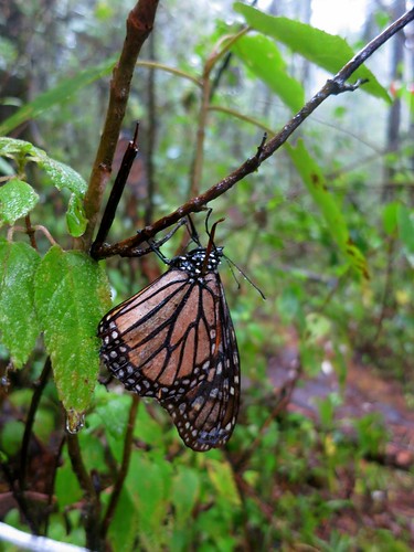 nature rain butterfly woods bosque monarch mariposa sanctuary danausplexippus monarca