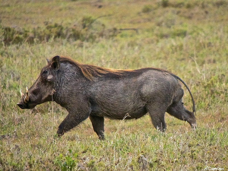 Parque de Sweetwaters: cara a cara con el Rinoceronte Negro - 12 días de Safari en Kenia: Jambo bwana (32)