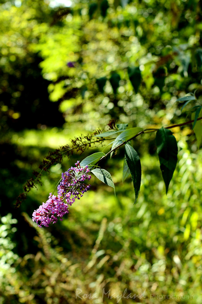 Summer 2014 - Flowers & Plants