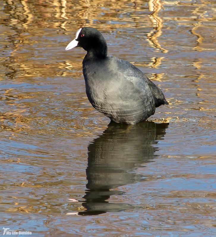 P1100455 - Coot, Cardiff Bay