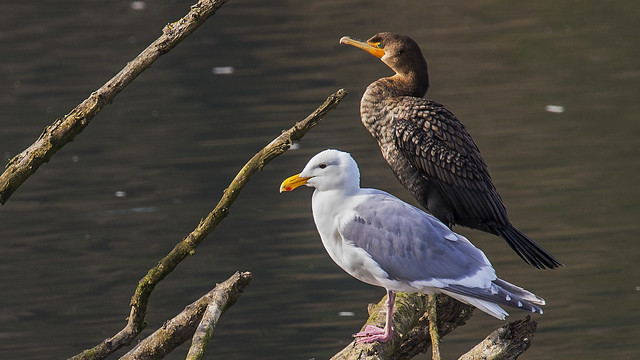 Seagull and a Cormorant
