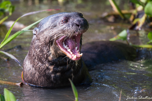 Giant Otter - yawn