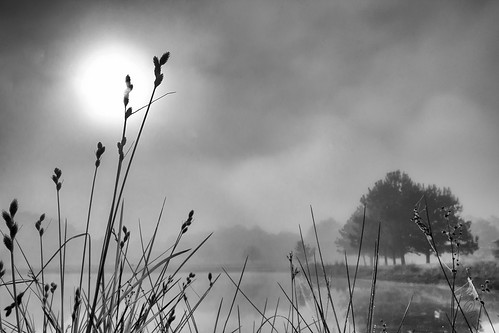 blackandwhite farm fog monochrome pond sunrise