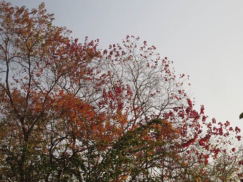 烏臼紅葉。攝影：陳秀竹