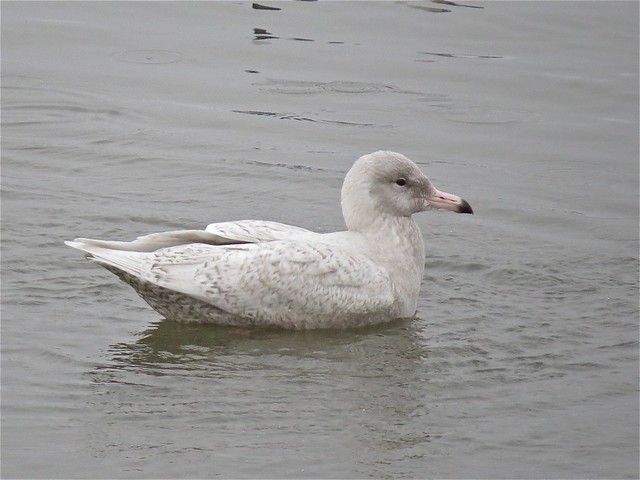 Glaucous Gull (1st Cycle) with Herring Gull at Peoria Lake in Peoria County, IL 16