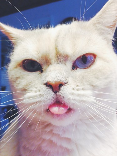 the friday night cat tongue
