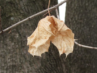 Heart Leaf Upside-Down