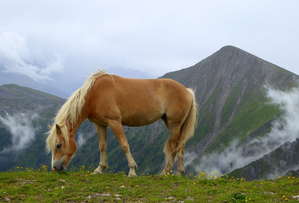 Haflinger horse in Austria, in rugged terrain