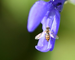 Wasp #FlickrPhotowalk
