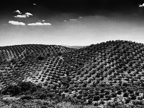 trees andalucía spain olive monoculture osuna