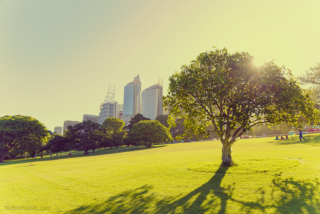 Glorious golden light with sun shining behind a tree in Sydney Royal Botanics Gardens