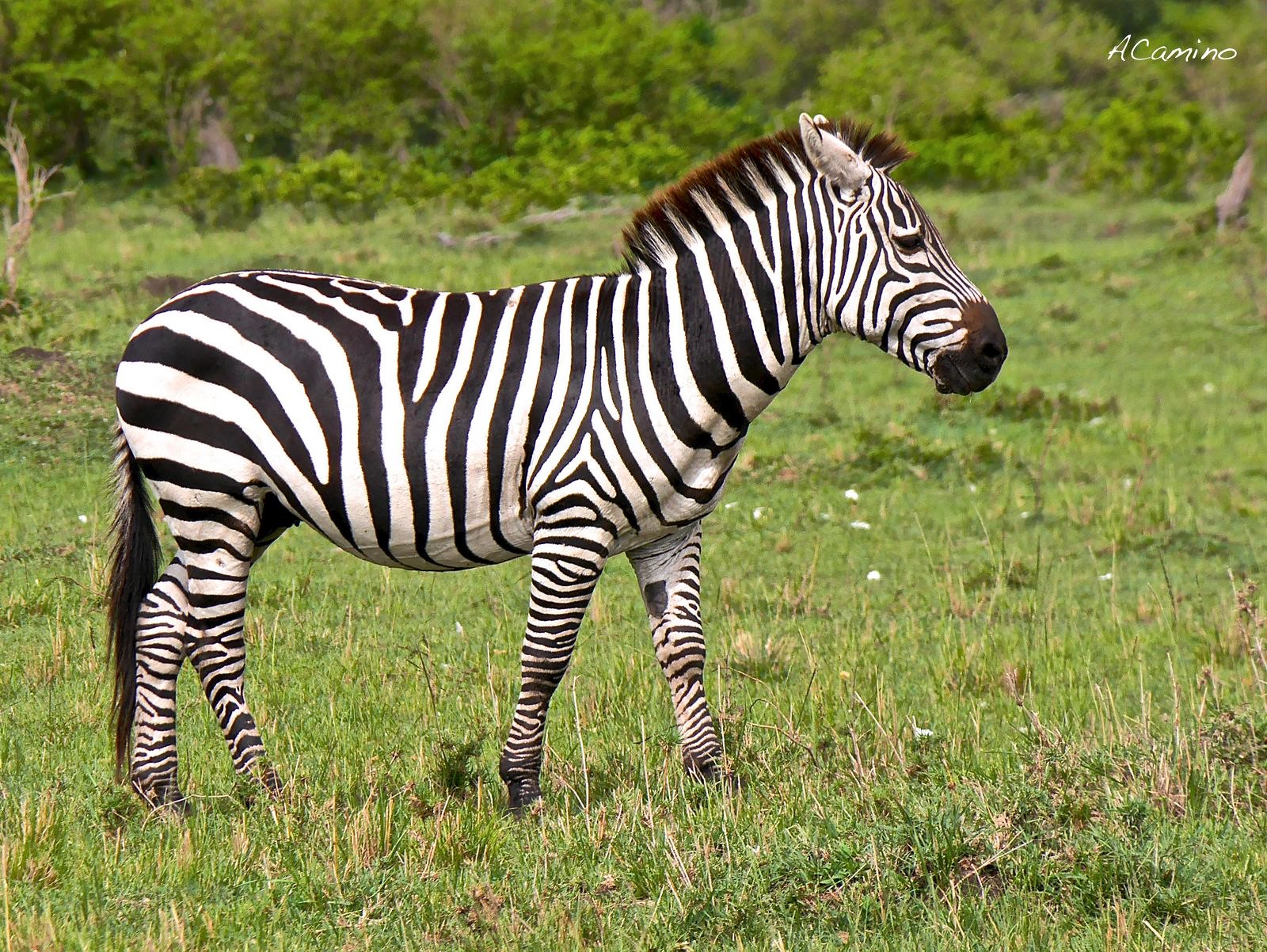 12 días de Safari en Kenia: Jambo bwana - Blogs de Kenia - El parto de una gacela en un Masai Mara, lleno de búfalos, leones, guepardos... (41)