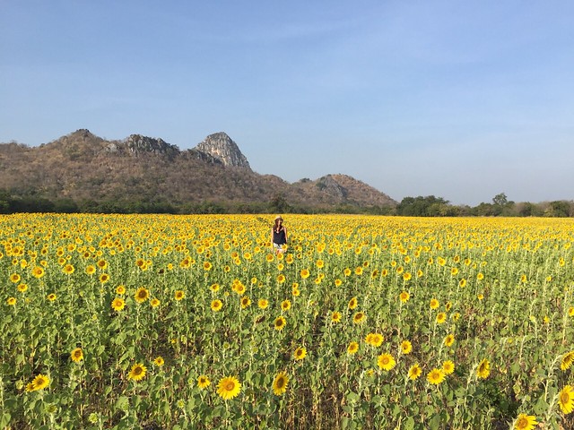 Lop Buri Sunflower Fields
