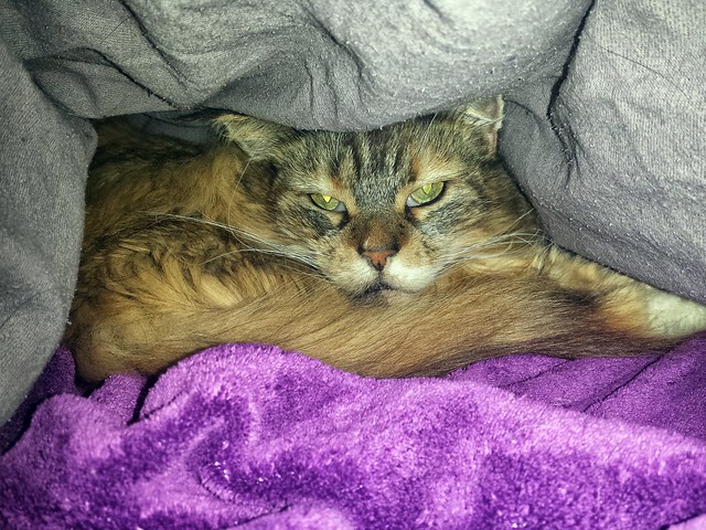 Katze Luna in der Betthöhle 