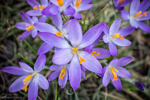Spring_Flowers.jpg