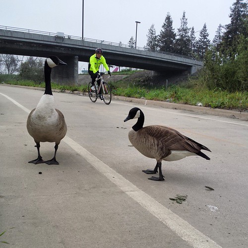 Timid geese. #sanjose #cyclist #guadaluperivertrail