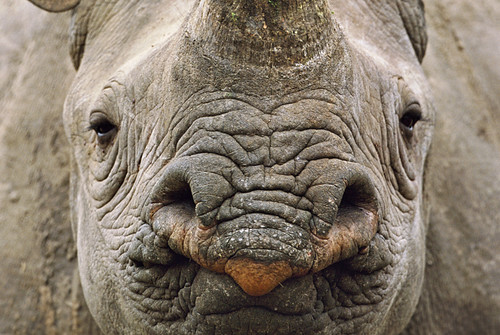 犀牛。（來源：naturepl.com / Andy Rouse / WWF）