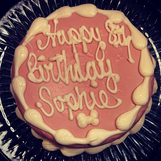 Happy 8th Birthday Sophie! #birthday #dogcake #dogstagram #ilovemydogs