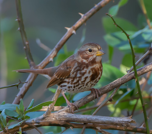 bird sparrow foxsparrow