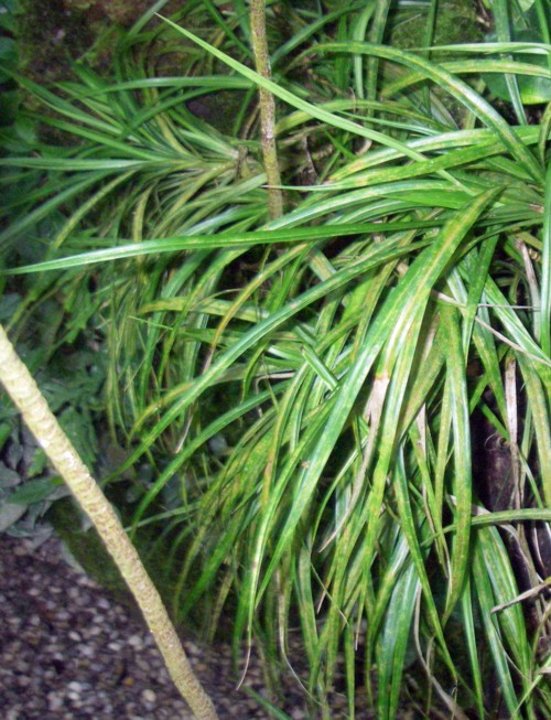 Freycinetia angustissima 15930340680_d97a1ddb1a_o
