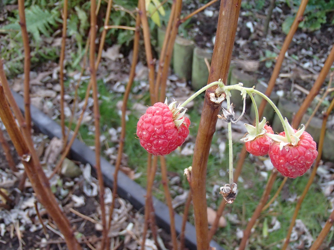 winter raspberries