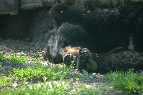 The bear sleeps on grass