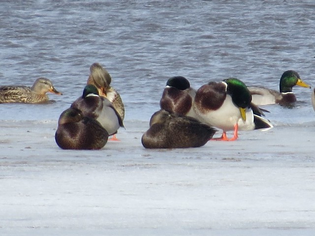 American Black Ducks at the Kenneth L. Schroeder Wildlife Sanctuary in McLean County, IL 01