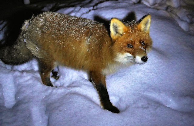 The Fox - a winter night visitor at the mountain cottage. Valdres, Norway