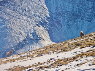 Big Horn Sheep on Humboldt Peak