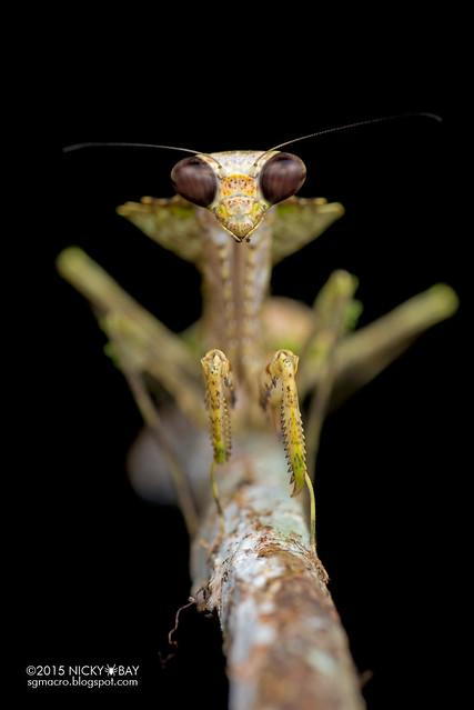 Dead leaf mantis (Deroplatys sp.) - DSC_3678