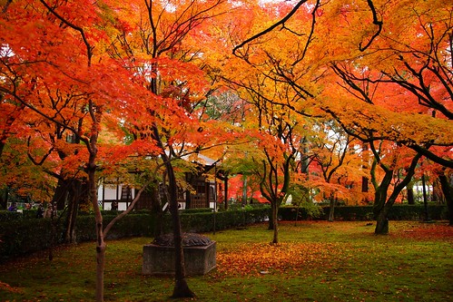 nature japan kyoto autumncolors 京都 紅葉 秋 もみじ 秋色 真如堂 shinyodoutemple 20141126dsc09450