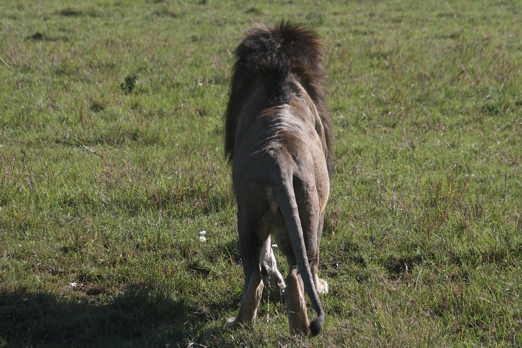 MEMORIAS DE KENIA 14 días de Safari - Blogs de Kenia - MASAI MARA IV (13)